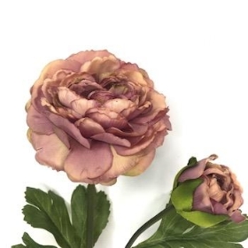 Dusky Pink Ranunculus 45cm