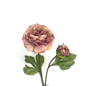 Dusky Pink Ranunculus 45cm