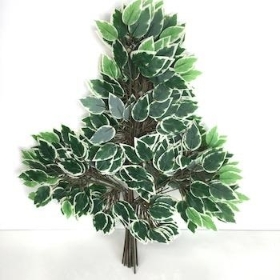 Green Variegated Ficus 56cm x 12 stems