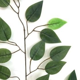Green Ficus 56cm x 12 Stems