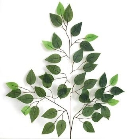 Green Ficus 56cm x 12 Stems