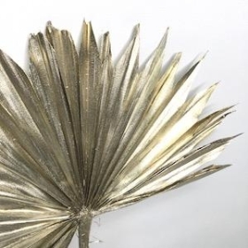 Platinum Dried Sun Palm 60cm x 6