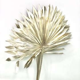 Platinum Dried Sun Palm 60cm x 6