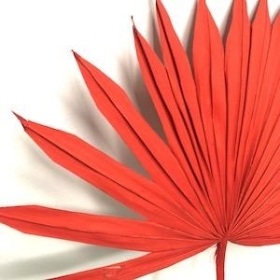 Red Dried Sun Palm 60cm x 6