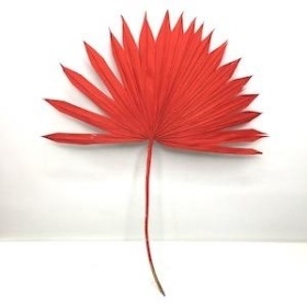 Red Dried Sun Palm 60cm x 6