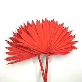 Red Dried Sun Palm 60cm x 6