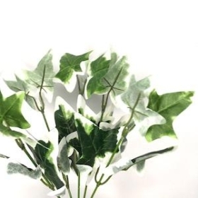 Variegated Mini Ivy Bush 26cm