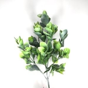 Green Grey Euonymus Bush 32cm