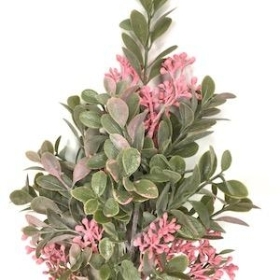 Pink Waxflower Foliage Bush 37cm