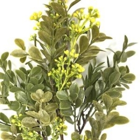 Yellow Waxflower Foliage Bush 37cm