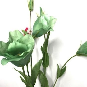 Green Lisianthus 75cm