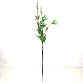 Green Lisianthus 75cm