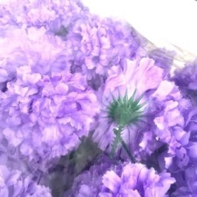 Lilac Carnation Heads x 144