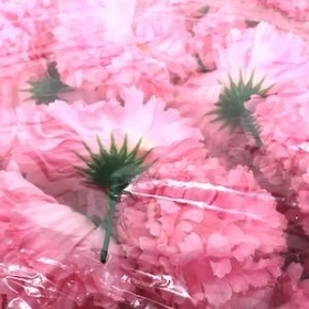 Pink Carnation Heads x 144