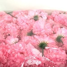 Pink Carnation Heads x 144