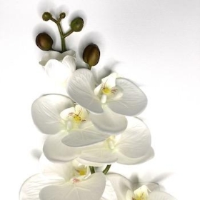 Ivory Phalaenopsis Orchid 98cm
