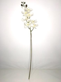 Ivory Phalaenopsis Orchid 98cm