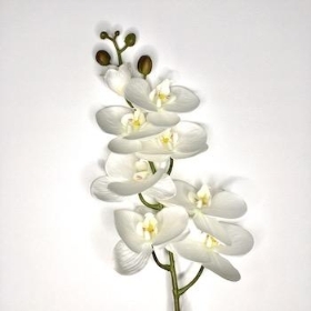 Ivory Phalaenopsis Orchid 98cm