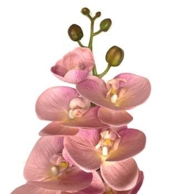 Mauve Phalaenopsis Orchid 98cm