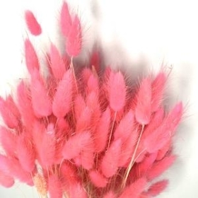 Dried Baby Pink Bunny Tails 100g