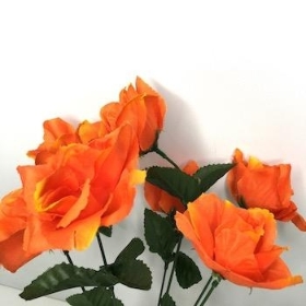 Orange Carnival Rose Bush 35cm