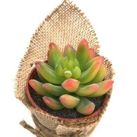 Red Green Succulent In Hessian 10cm