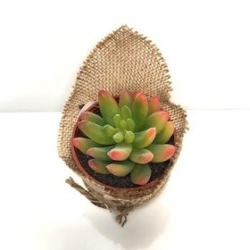Red Green Succulent In Hessian 10cm