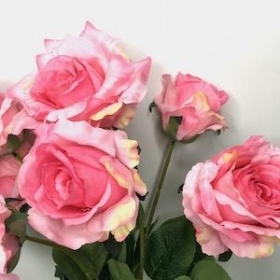 Pink Open Rose Bush 51cm
