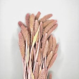 Dried Light Pink Setaria 70cm