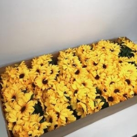 60 x Sunflower Bush 29cm