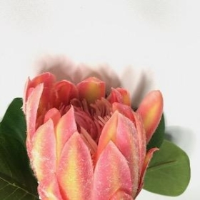 Pink Protea 66cm