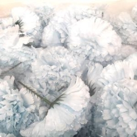 Baby Blue Carnation Heads x 144