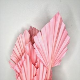 Dried Pink Palm Spear 40cm x 10