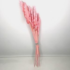 Dried Pink Palm Spear 40cm x 10