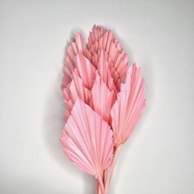 Dried Pink Palm Spear 40cm x 10