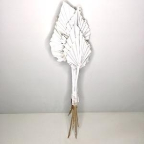 Dried White Wash Palm Spear 50cm x 10