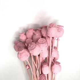 Dried Pink Poppy Seed Head 55cm