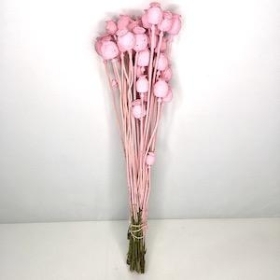 Dried Pink Poppy Seed Head 55cm