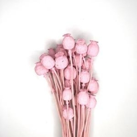 Dried Pink Poppy Seed Head 55cm