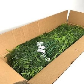 48 x Asparagus Fern Bush 30cm