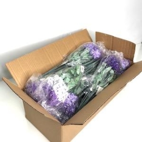 48 x Assorted Lavender Bush 34cm