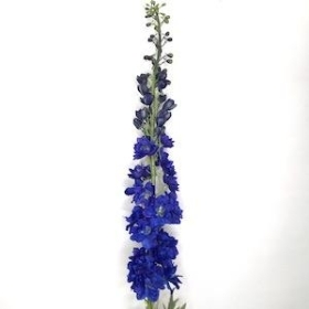 Dark Blue Delphinium 125cm