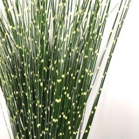 Zebrinus Grass Bush 50cm