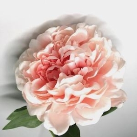 Peach Pink Luna Peony 54cm