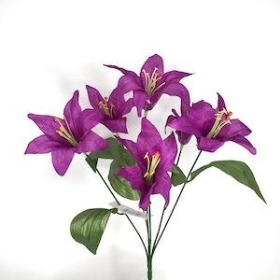 Purple Lily Bush 36cm