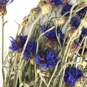 Dried Cornflower 60cm