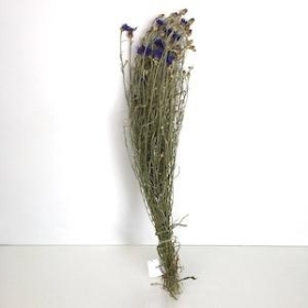 Dried Cornflower 60cm