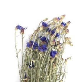 Dried Cornflower 60cm