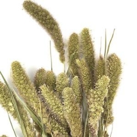 Dried Natural Setaria 70cm