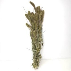 Dried Natural Setaria 70cm
